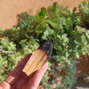 PALO SANTO